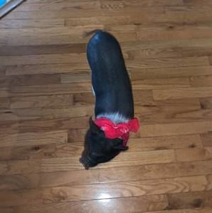 Meet your Posher, Peggy